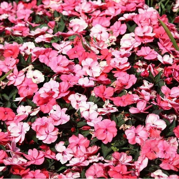 Accent Series Impatiens Peppermint Mix ~25 Seeds – 70-77 Day Bloom | Annual Dwarf Mound | Coated Seeds for Shade | 8–10" Tall | Classic Colors | Easy Garden or Container Flower | Impatiens walleriana