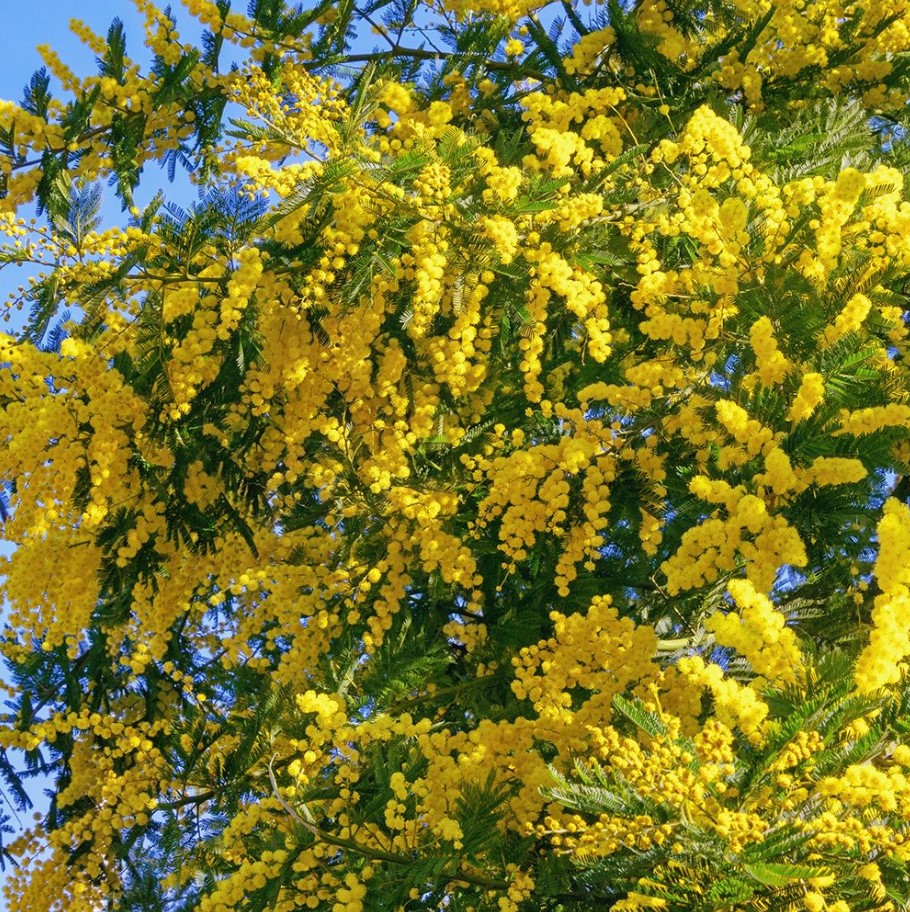 Acacia Dealbata Tree Live Plant 4-6" Tall  in Gal pot, Silver Wattle Mimosa Fragrant Bush Fast-growing, Ornamental Tree