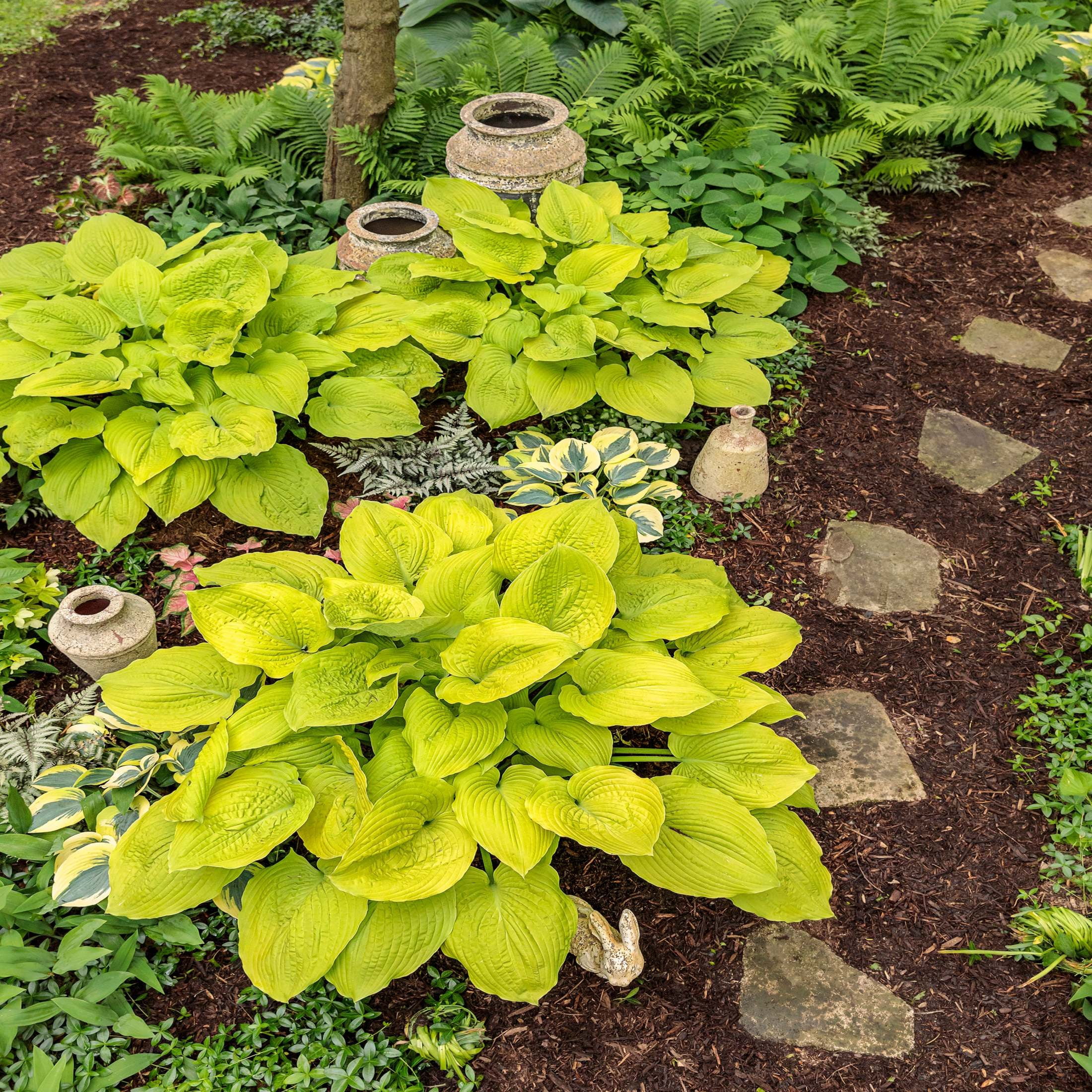 Proven Winners 6" Yellow Shadowland 'Coast to Coast' Hosta Live Plant in 6.5" Pot