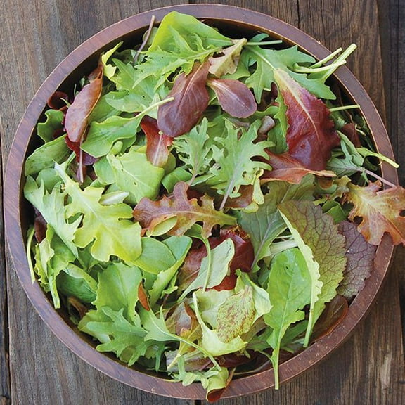 TomorrowSeeds - Mesclun Mix Lettuce (Spring Mix) Seeds - 2000  Count - For 2026 Planting Gourmet