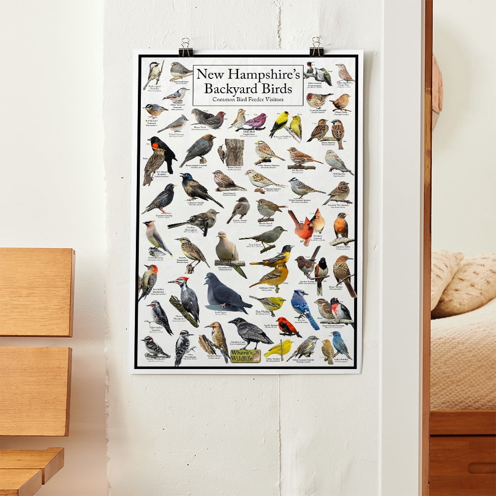 New Hampshire's Backyard Birds Poster - New Hampshire Bird Chart Highlighting Birds At Your Bird Feeder