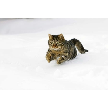 House Cat male running in snow  Germany Poster Print by Konrad Wothe (12 x 18)