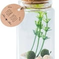 thumbnail image 7 of Unique Desktop Glass Terrarium Kit with Cylinder Vase - Elegant Decorative Indoor Ornament for Home Enhancement and Miniature Arrangements, 7 of 7