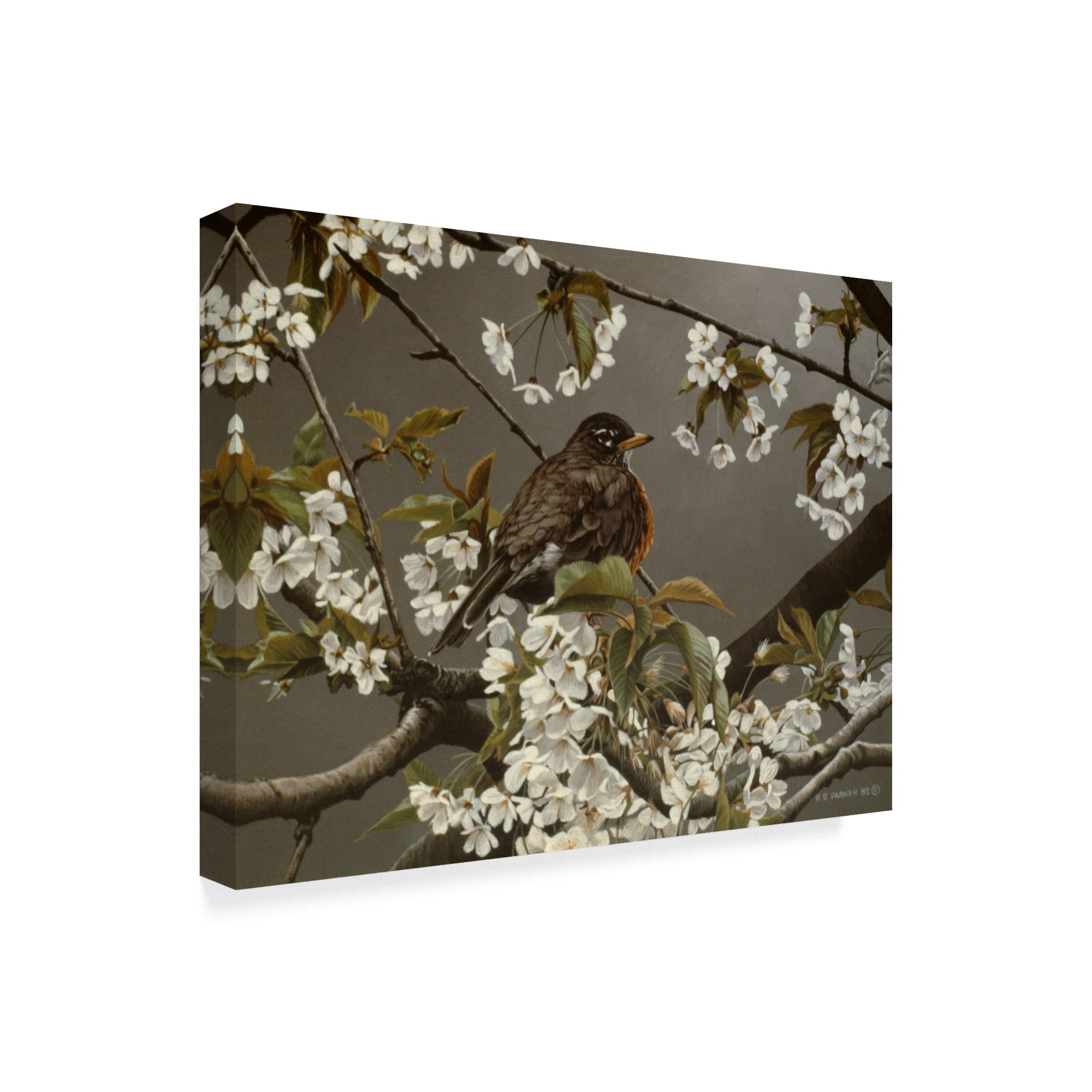Trademark Fine Art 'Plumb Robin' Canvas Art by Ron Parker