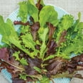 thumbnail image 3 of Burpee Organics Classic Mix Mesclun Seeds - Non-GMO, Organic Vegetable Gardening Seeds, 1.5g, 1-Pack, 3 of 6