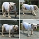 thumbnail image 4 of 2019 Summer Pet Clothing, Dog Clothes Blank T-Shirts Ribbed Tanks Top Thread Vests for Large Medium Small Dogs 100% Cotton White L-M, 4 of 5