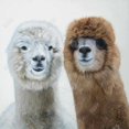 thumbnail image 3 of Two lamas - 36"x36" canvas - Print on demand, 3 of 5