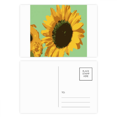 thumbnail image 1 of Girasol de Rusia Juego de postales Cumpleaños Tarjeta de agradecimiento Lado de envío 20 piezas, 1 of 3