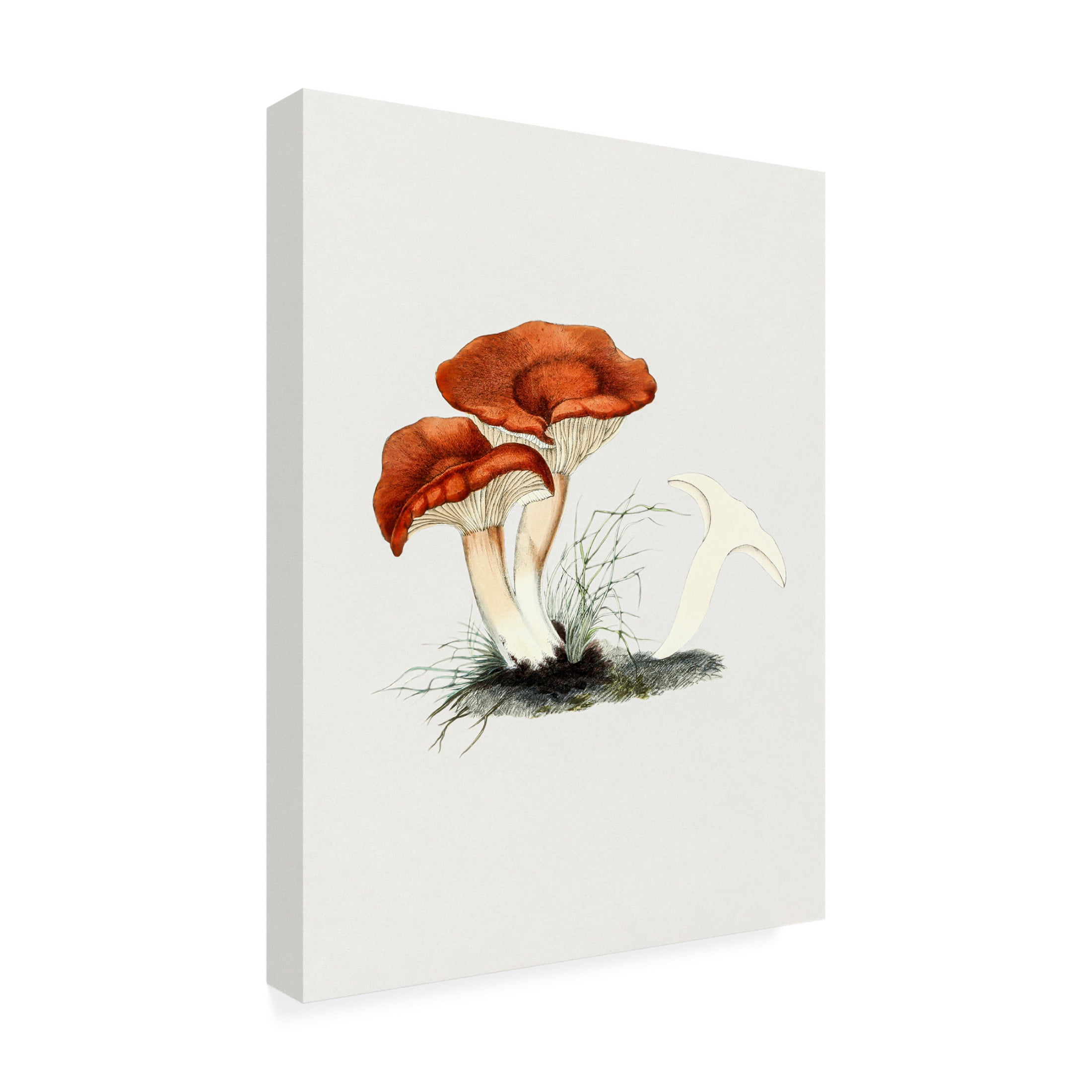 Trademark Fine Art Pictufy  Hand Drawn Rufous Milkcap Mushroom Canvas Wall Art