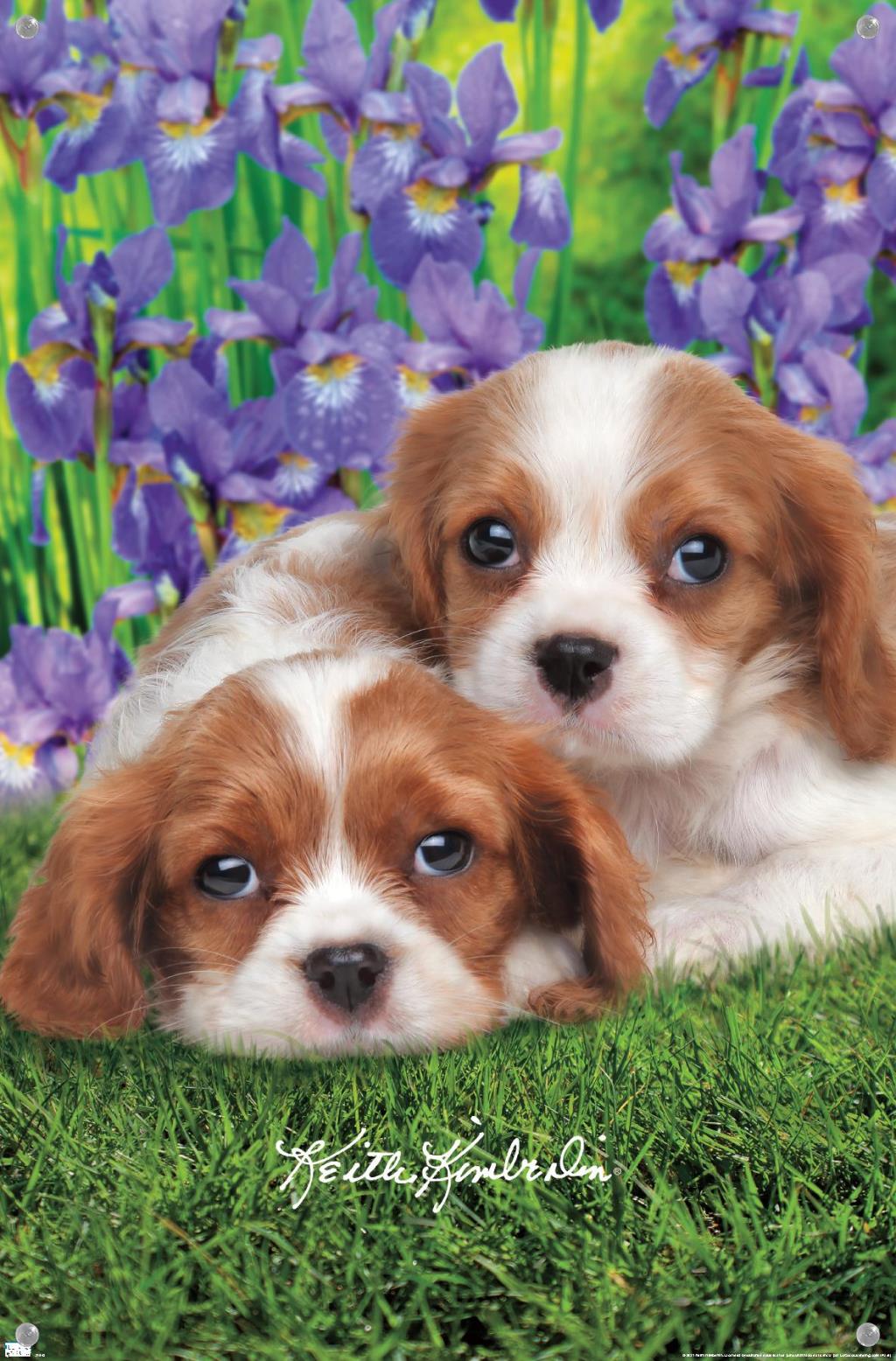 Keith Kimberlin - Cavalier King Charles Puppies Wall Poster with Pushpins, 14.725" x 22.375"