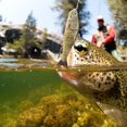 thumbnail image 4 of Señuelo de pesca Artificial de múltiples secciones de plástico ABS de 12cm/18g, cebo de natación, señuelos duros de mar, aparejos de pescaY145-4, 4 of 10