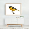 thumbnail image 5 of Baltimore Oriole - Photography Bird Wildlife Animal Nature Woodland Scenic Oak Framed Wall Art Print 5 x 7 inches, 5 of 6