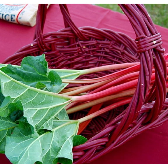 Victoria Red Rhubarb - Perennial - #1 Bareroot