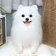 thumbnail image 5 of Juguetes de piscina, juguetes para bebés, juguetes para niños pequeños, muñeco de perro Pomerania realista - Juguete súper suave, muñeco de perro Pomerania realista de peluche, 5 of 5