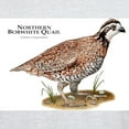 thumbnail image 3 of CafePress - Northern Bobwhite Quail Light T Shirt - Men's Classic Graphic T-Shirt, 3 of 4