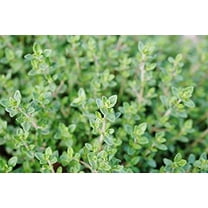 Smoke Camp CRAFTS 3" Thymus vulgaris Live Plant in 2.5" Pot