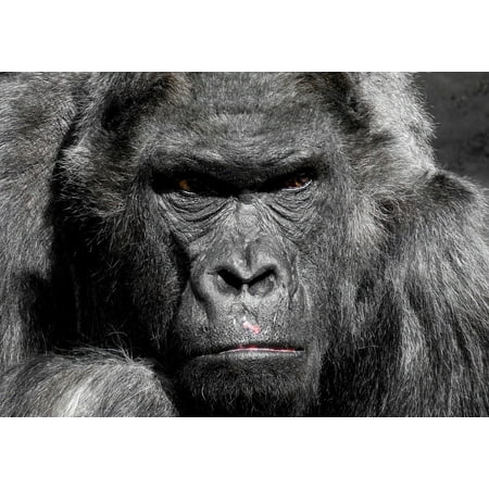 Canvas Print Zoo Grim Silverback Watch Ape Gorilla Monkey Stretched Canvas 10 x (Best Camera Zoom App For Iphone 5)