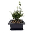thumbnail image 3 of Mini Japanese Golden Privet Bonsai Tree in Square Bonsai Pot with Saucer, 3 of 4