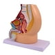 thumbnail image 3 of Modelo de anatomía reproductiva de la pelvis: investigación realista, educación científica detallada Masculino, 3 of 9