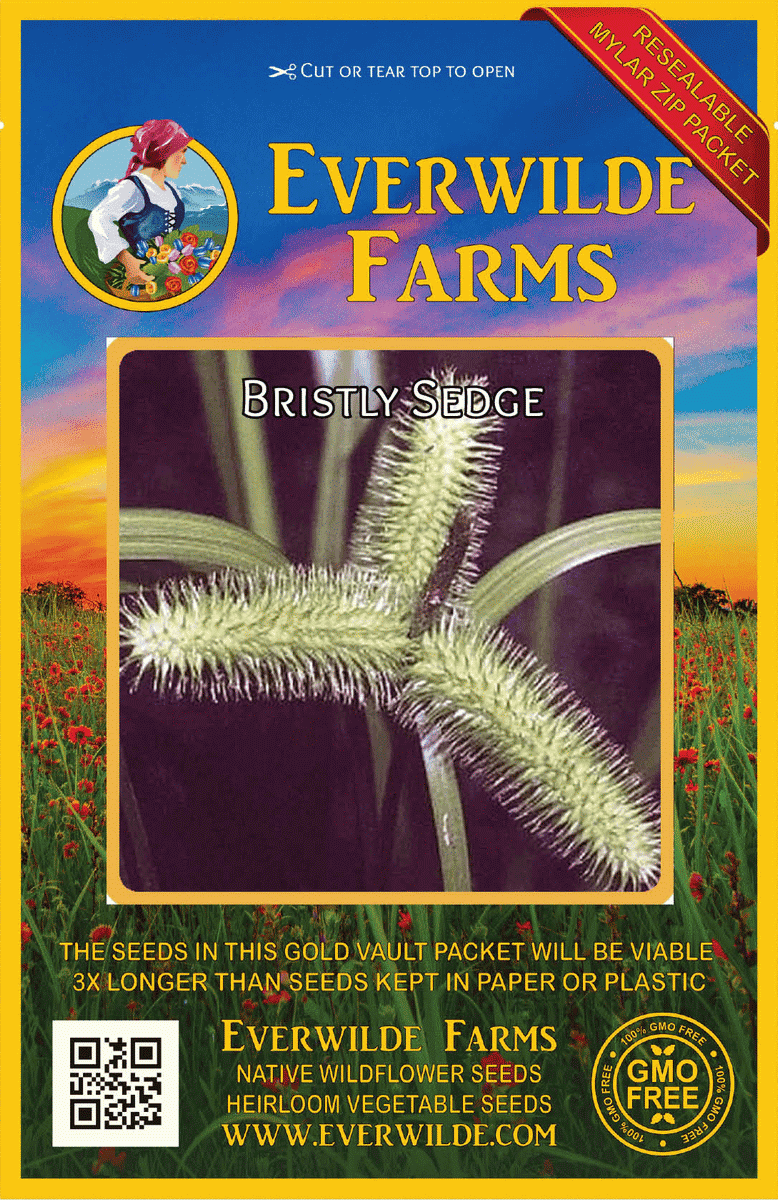 Everwilde Farms - 1/4 lb Bristly Sedge Native Grass Seeds - Gold Vault Bulk Seed Packet