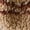 Brown, variant on Gymayou Women Cute Fuzzy Socks Cozy Slipper Sock Winter Warm Fluffy Funny Animals Sleeping Socks Brown One Size
