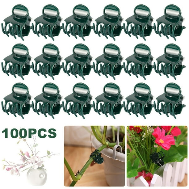 pstuiky Clips de fijación para flores de Phalaenopsis (20/100 unidades) para soporte de ramas de enredaderas hortícolas.