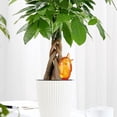 thumbnail image 4 of Riego Automático Con Forma De Pájaro, Herramienta De Riego Automático, Sistema De Goteo De Agua Para Plantas Para El Hogar Y Las Vacaciones, Riego De Plantas seitruly HA042152-02, 4 of 6