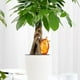 thumbnail image 5 of Riego Automático Con Forma De Pájaro, Herramienta De Riego Automático, Sistema De Goteo De Agua Para Plantas Para El Hogar Y Las Vacaciones, Riego De Plantas Moyic HA042152-03, 5 of 6