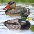 thumbnail image 1 of Galashield Duck Decoys for Hunting | Floating Duck Decoy for Pool, Pond & Lake, 1 of 8