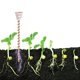 thumbnail image 3 of Paquete de 18 Estacas para Plantas Electrocultivo, Antenas Jardinería Cobre Electrocultivo 12", Bobina, 3 of 5