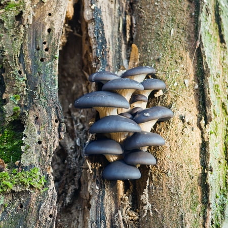 Mushroom Mojo Blue Oyster Mushroom Mycelium Plug Spawn - 100 Count Plugs - Grow Edible Gourmet & Medicinal Blue Oyster Fungi On Trees & Logs - Pleurotus