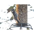 thumbnail image 2 of Semillas para aves JCs Wildlife con insectos, nueces y bayas, 6 paquetes de 2,5 kg, 2 of 6