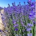 thumbnail image 5 of 100 G/Bag Dried Lavender,Grade Loose Dried Flower Buds,Natural Dried Lavender Flowers,Organic Dried Lavender Flowers,for Wedding,Crafts,Bath,Home Decoration, 5 of 6