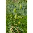 thumbnail image 3 of TomorrowSeeds - Brown Lentil Seeds - 500+ Count - For 2026 Planting Morton Daal Indian Dal Bean, 3 of 11