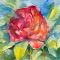 thumbnail image 2 of Loreth, Lanie 12x12 White Modern Wood Framed Museum Art Print Titled - Crimson Peony, 2 of 4