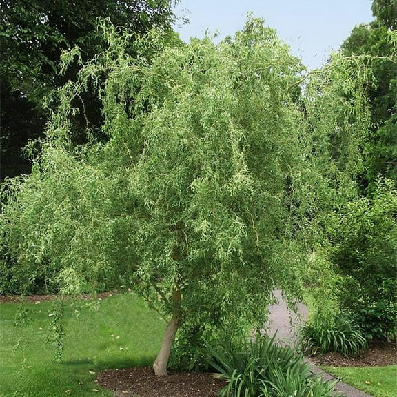 Brighter Blooms - Corkscrew Willow Tree, 6-7 ft. - No Shipping To AZ,OR