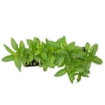 thumbnail image 4 of 4 Peppermint Plants – Fragrant Edible Perennial Herb for Fresh Tea, Cooking & Easy Growing in Containers, Herb Gardens & Outdoors (Mentha piperita L.) in 3.5” Cubes, Live Plants, 4 of 9