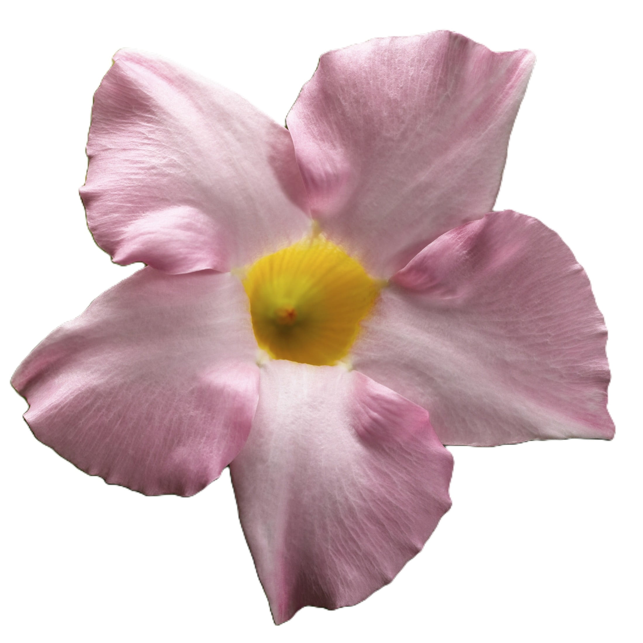 Proven Winners 5" Bombshell Pink Rocktrumpet Live Plant in 4.5" Pot (4 Count)
