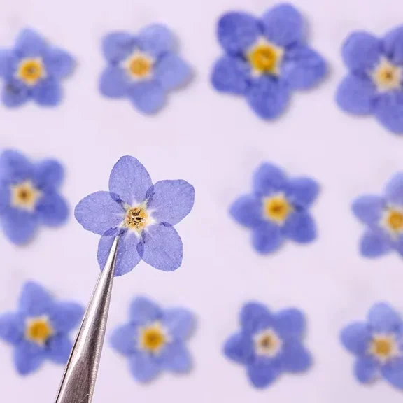20 Pcs Natural Blue Forget-Me-Not Pressed Flowers for Resin, Soap and Card Making