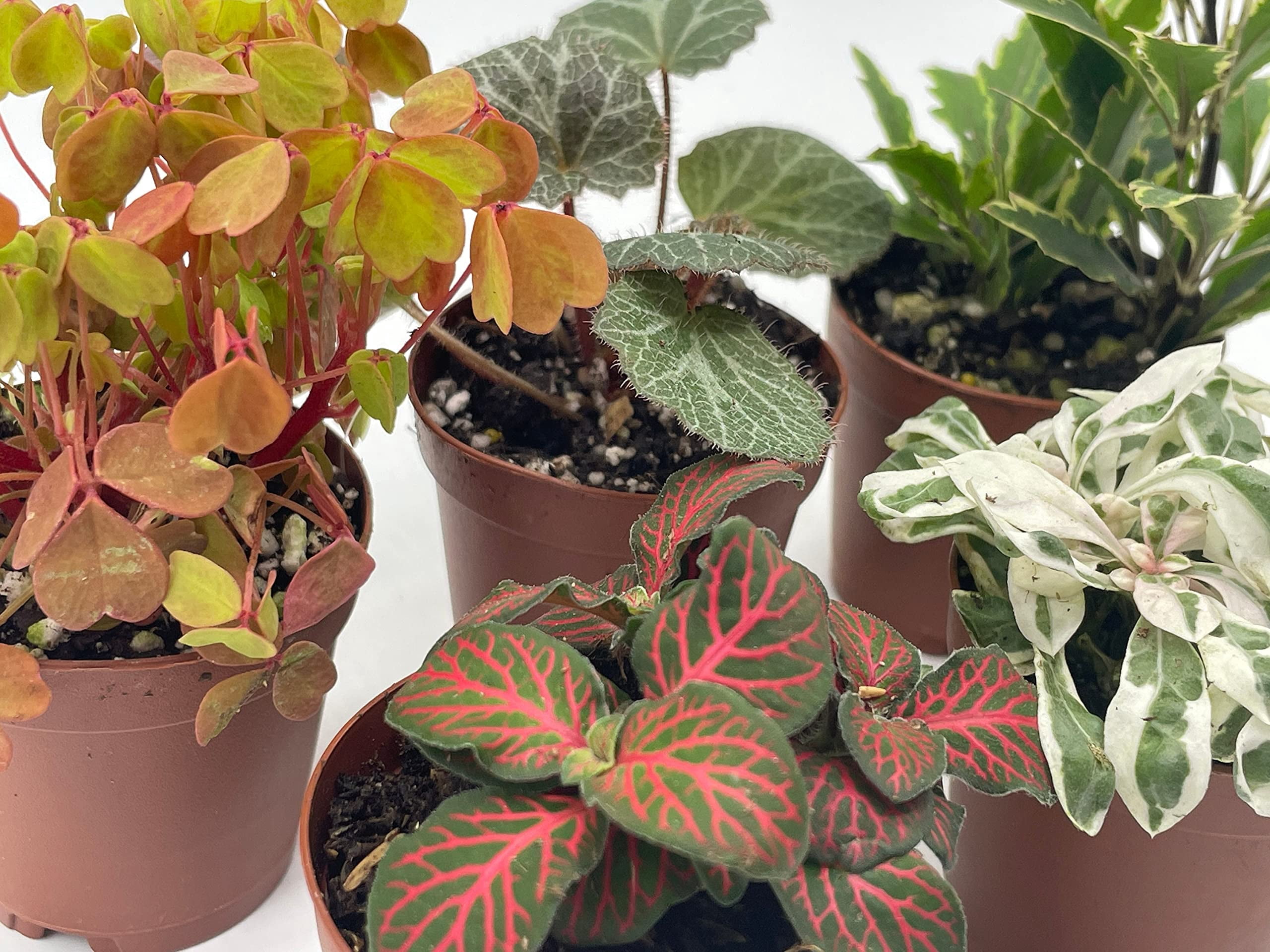 Florida House Plants Colorful Fern Set Live Plants in 2" Grower Pots (5 Count)