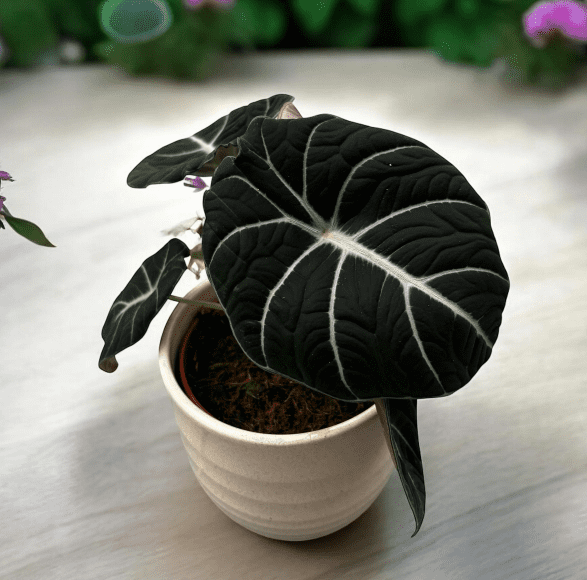 Alocasia Black Velvet Plant 4-6 Inch Tall, Velvet Dark Leaves, Rare Aesthetic Indoor Plant Decor