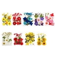 thumbnail image 3 of Advancent Conjunto de flores secas, materiales decorativos de calcomanías de flores reales, etiqueta de espécimen prensado, pintura, estilo postal, Decoración del hogar Azul Advancent HA062474-03B, 3 of 6