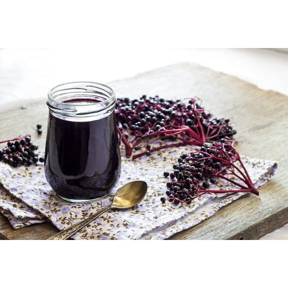 10 Black Bearing Elderberry Cuttings to Grow - Grow 10 Elderberry Bush Plants - Prized for Healthy Fruit