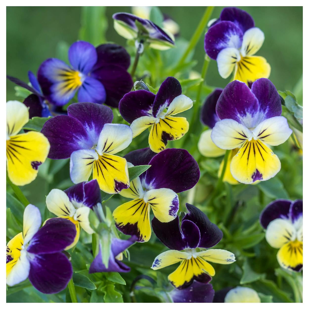 Everwilde Farms - 1/4 lb Helen Mount Johnny Jump Up Garden Flower Seeds - Gold Vault Bulk Seed Packet