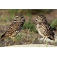 thumbnail image 2 of Welling, Dave 24x17 Black Ornate Wood Framed with Double Matting Museum Art Print Titled - FL, Sanibel Island Burrowing owls pair by burrow, 2 of 4