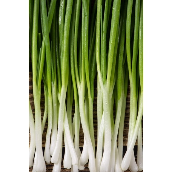 300 *Seeds Evergreen NEBUKA BUNCHING ONION Japanese Allium Fistulosum Vegetable Seeds