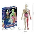 thumbnail image 5 of Yesbay 1 Set Human Body Model with Tray Tweezers ,Removable Human Torso Anatomy Teaching Aid School Students Organs Bones Learning Educational Toy, 5 of 13