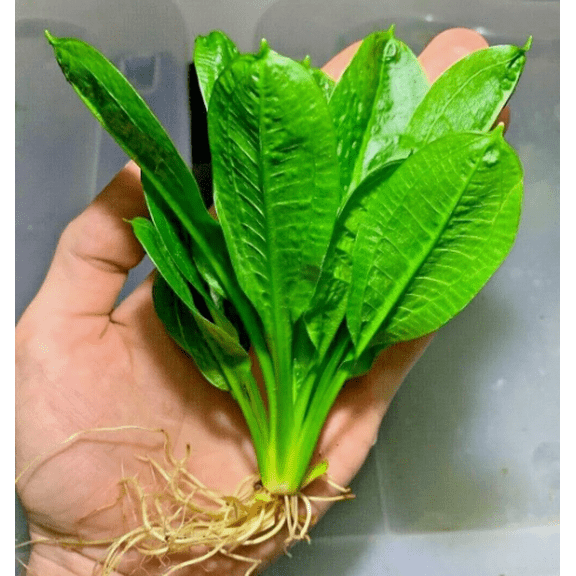Echinodorus Rosette Sword Plant Live Aquarium Plants