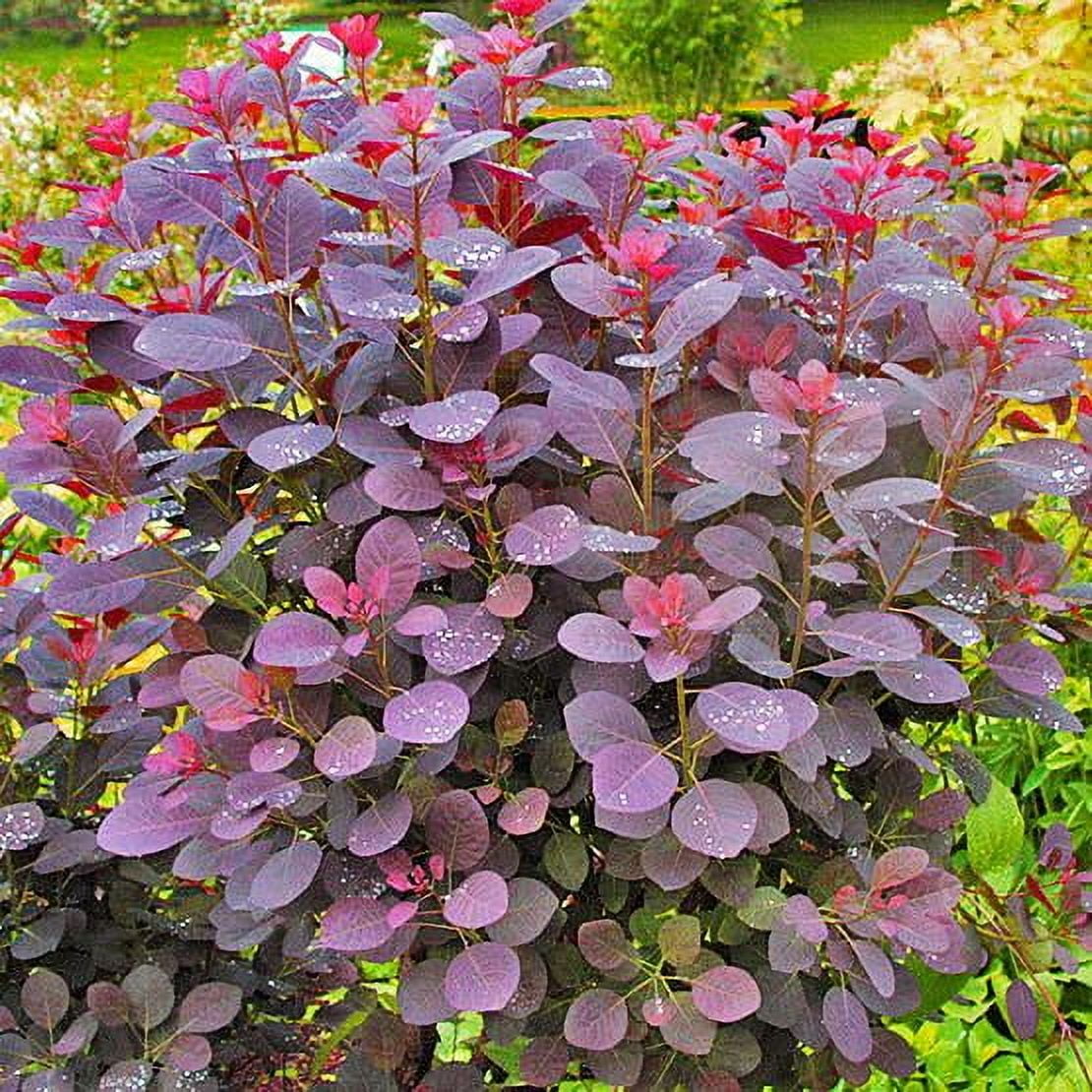 Velveteeny™ Dwarf Purple Smokebush ( cotinus ) - Live Plant ( 1 QT ) - Full Sun - Compact Habit