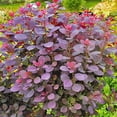 thumbnail image 2 of Velveteeny™ Dwarf Purple Smokebush ( cotinus ) - Live Plant ( 1 QT ) - Full Sun - Compact Habit, 2 of 6